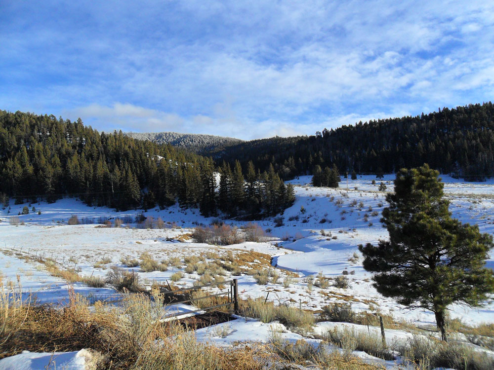 snow and pines