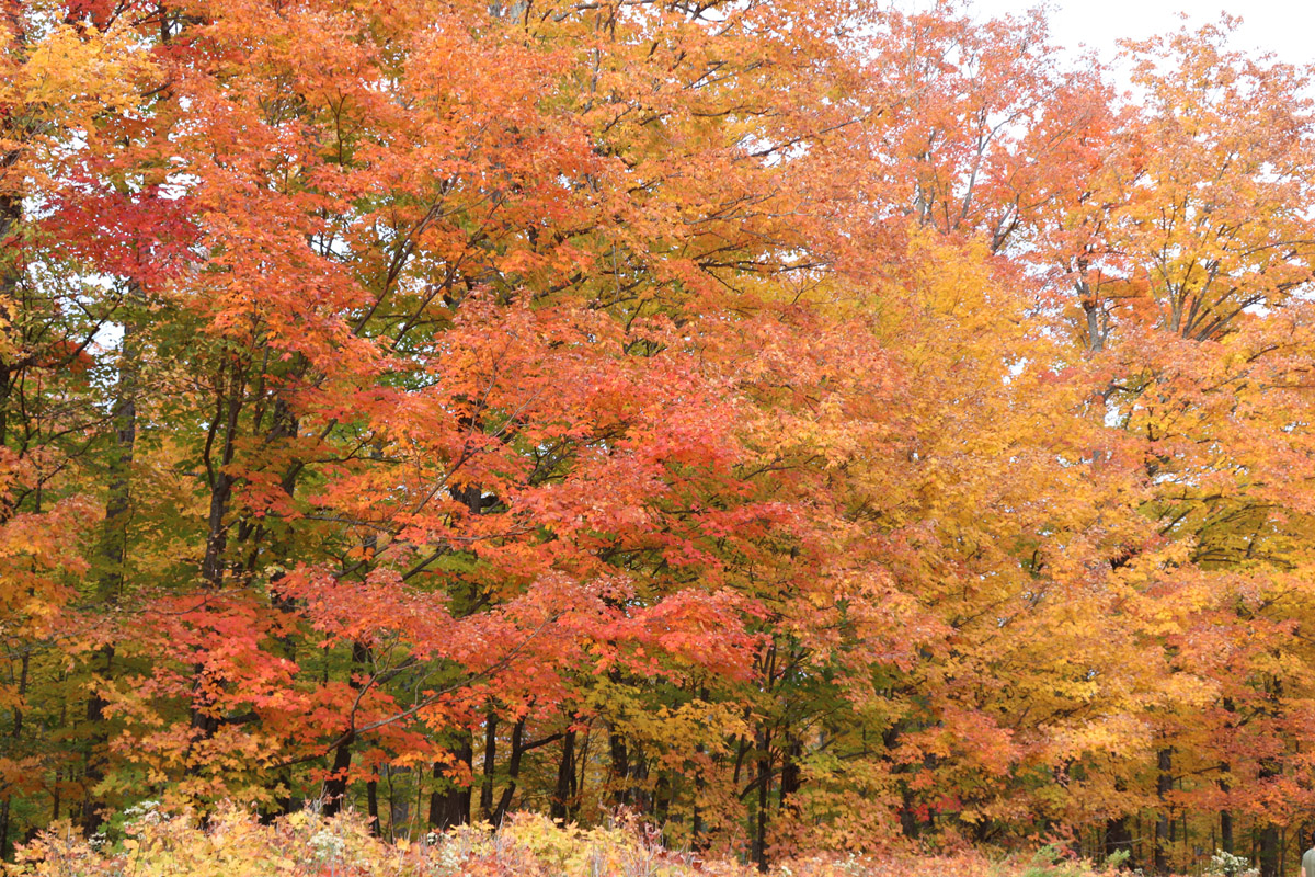 Algonquin Provincial Park