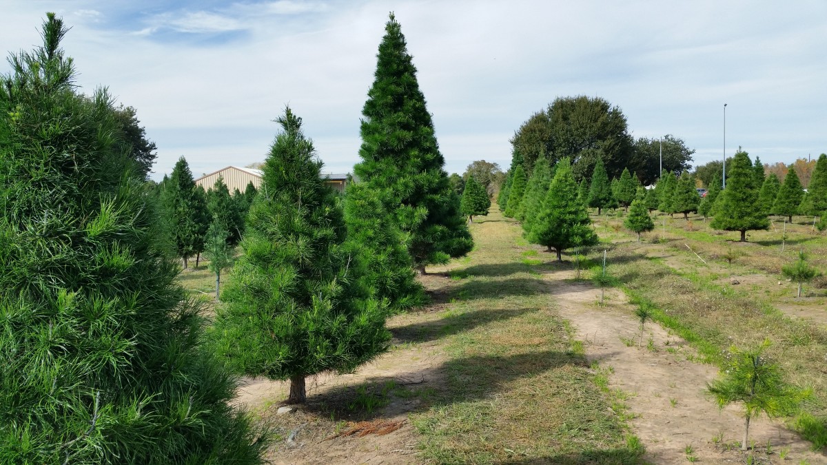 Various sizes of Christmas trees available at Old Time Christmas Tree Farm