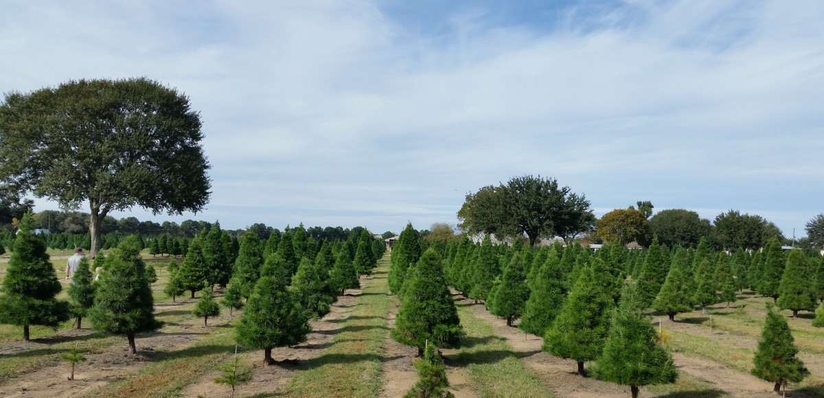 Lots of Christmas trees at Old Time Christmas Tree Farm